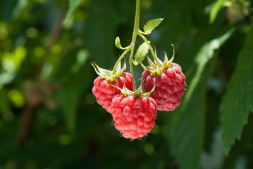 Growth Raspberrys