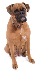 chien boxer sur fond blanc