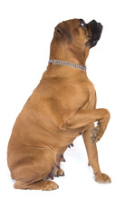 Obraz premium chien boxer femelle obéissante
