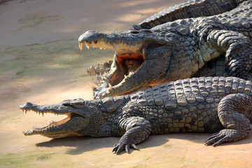 Nile crocodile