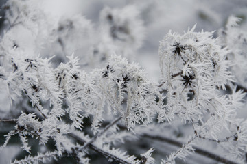 Frost