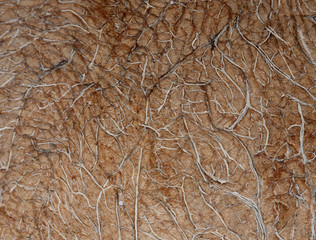 Natshell. Coconut. Macro.