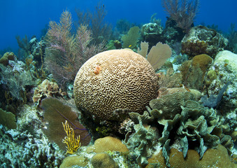 Fototapeta premium Coral reef