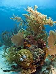 Coral reef