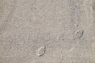 cast of leaves in concrete