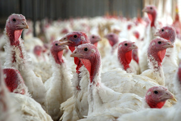 Fototapeta premium Flock of Turkeys
