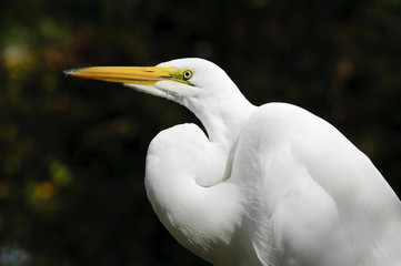 Great Egret