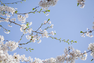サクラ　埼玉県　上尾市　日本