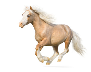 Obraz na płótnie Canvas Welsh pony galopuje