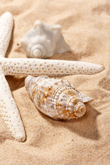 shells on the beach