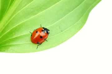ladybug on leaf