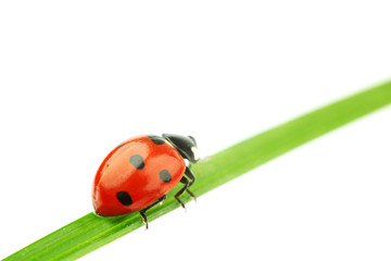 ladybug on grass