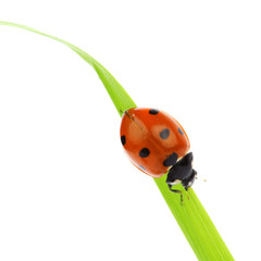ladybug on grass