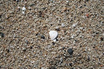 Muschelrest