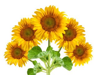 Obraz premium The beautiful sunflower