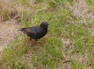 Starling in a grass