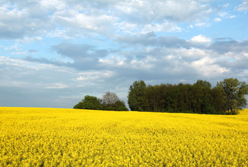 Colorful spring landscape