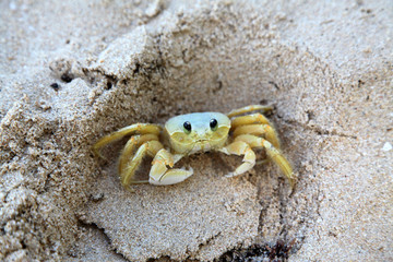 Sand Crab