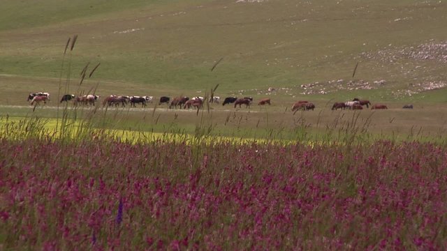 campi e cavalli