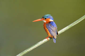 Malachite Kingfisher, Alcedo cristata