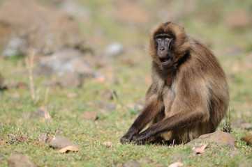 Gelada, Theropithecus gelada, Gelada Baboon eating grass