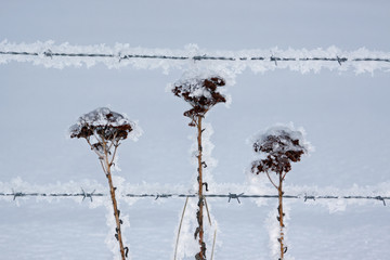 Drei Doldenpflanzen im Schnee