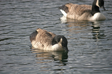 canada geese