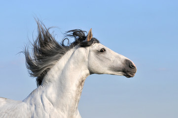Obraz na płótnie Canvas white horse on sky background