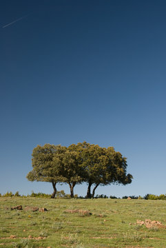 Tierra, encinas y cielo