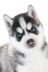 Siberian husky puppy with blue eyes isolated