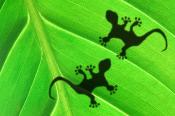 gecko shadow on leaf