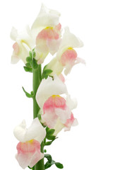 Snapdragon