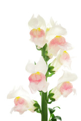 Snapdragon