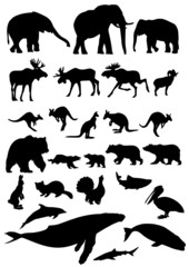 Animal  collection