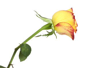 Yellow and red rose isolated on white background, macro photo