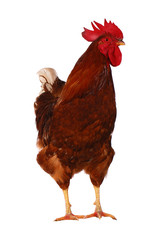 One live rooster on the white
