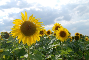 Sunflower field