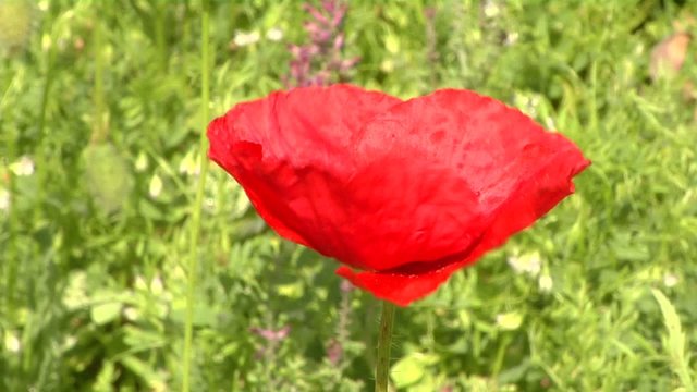 fiore di papavero