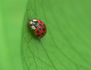 Ladybird