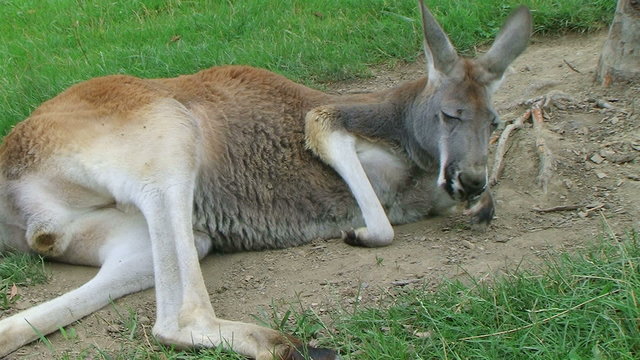 Kangaroo Laying Down And Sleeping