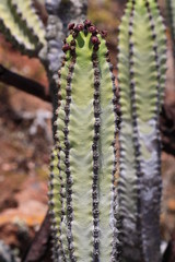 Kanaren- Wolfsmilch,Gran Canaria