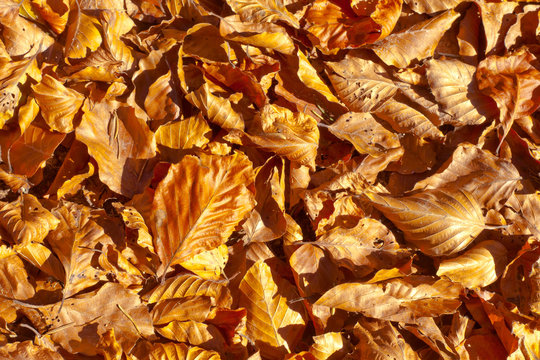 Golden Leaves Background.