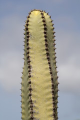 Kanaren- Wolfsmilch,Gran Canaria