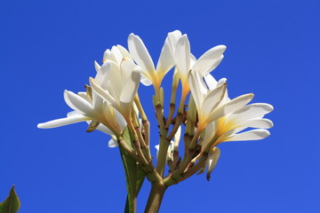 Wachsblume plumeria alba,Gran Canaria