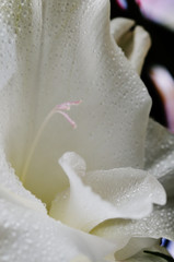 Dew drops on the white iris. Close-up.