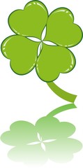Fototapeta premium clover or shamrock for St Patrick’s day