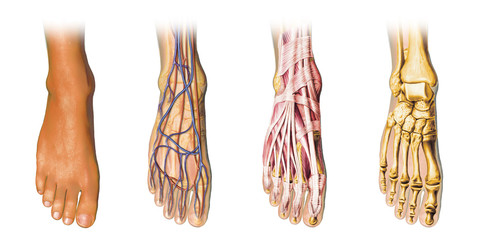 Human foot anatomy cross sections - obrazy, fototapety, plakaty