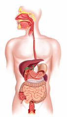 Human digestive system cross section