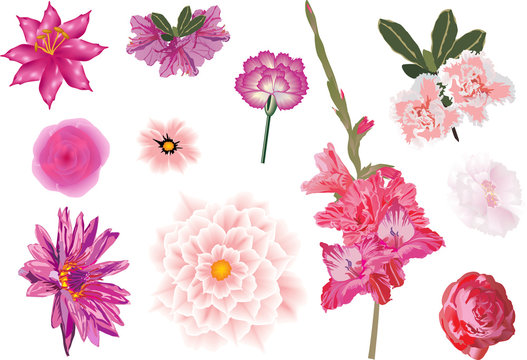 beautiful pink flowers set
