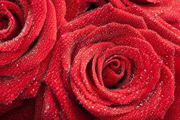 red roses with water drops